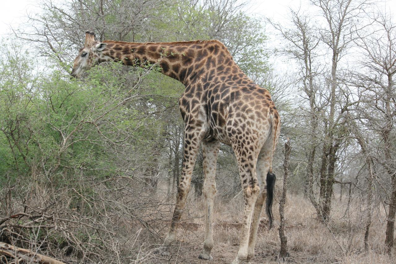 Mawusi Bush Lodge Hoedspruit Kültér fotó
