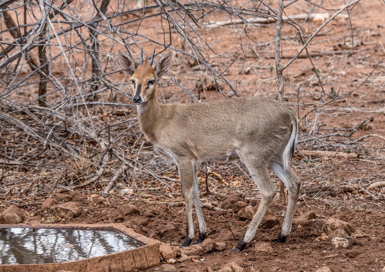 Mawusi Bush Lodge Hoedspruit Kültér fotó